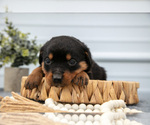 Small Photo #12 Rottweiler Puppy For Sale in BRYANT, IN, USA