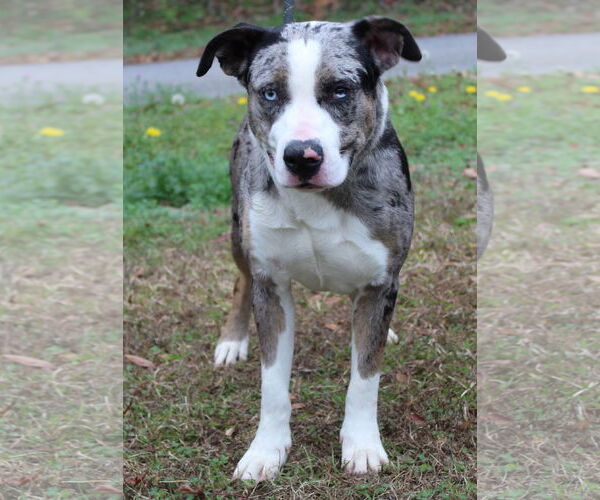 Medium Photo #2 Catahoula Leopard Dog-Unknown Mix Puppy For Sale in Prattville, AL, USA