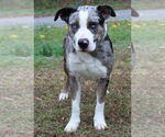 Small #1 Catahoula Leopard Dog Mix