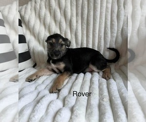 Rover - Male Chihuahua-Unknown Mix Dog for Adoption - Photo #3