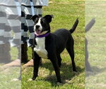 Hecky - Female American Pit Bull Terrier Dog for Adoption - Small photo
