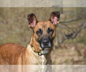 Mutt Dogs for adoption in Spring Lake, NJ, USA
