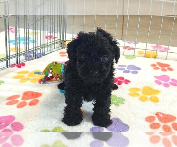 Medium Photo #9 Yorkipoo Puppy For Sale in ORO VALLEY, AZ, USA