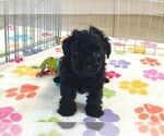Small #8 Yorkipoo