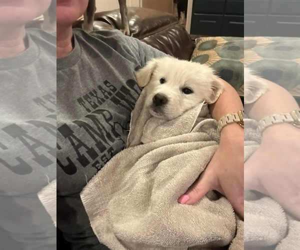 Medium Photo #2 Anatolian Pyrenees Puppy For Sale in Houston, TX, USA