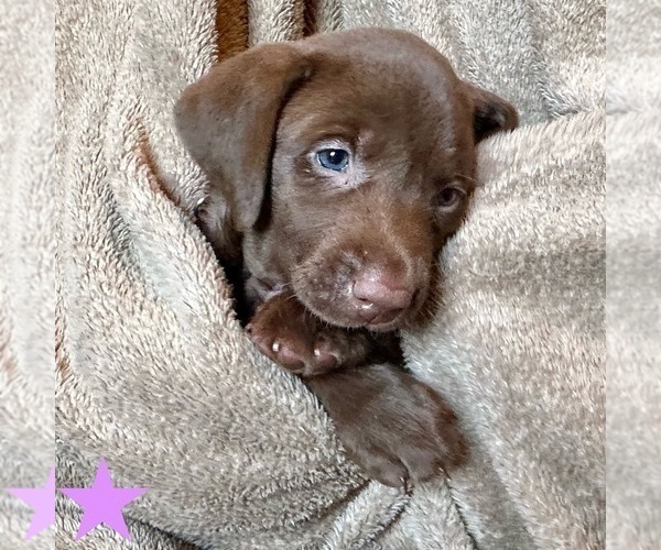 Medium Photo #19 Labrador Retriever Puppy For Sale in ASHEVILLE, NC, USA