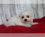 Small Photo #3 Mal-Shi Puppy For Sale in SHILOH, OH, USA