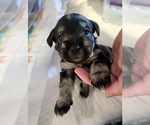 Puppy Finn White co Schnauzer (Standard)