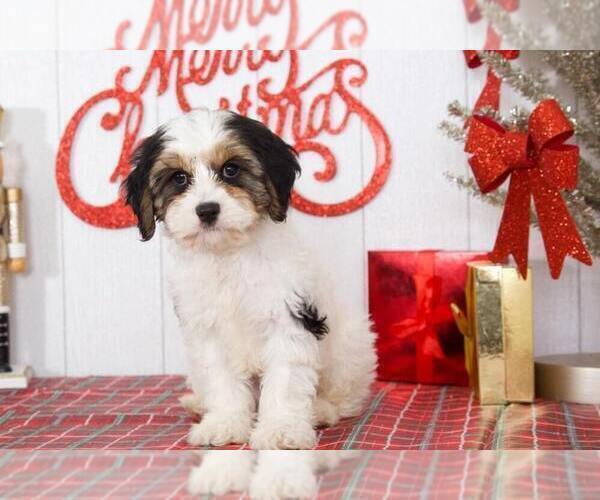 Medium Photo #2 Cavachon Puppy For Sale in BEL AIR, MD, USA