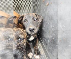 Mutt Dogs for adoption in Bakersfield, CA, USA