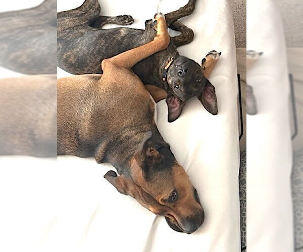 Medium Photo #8 Plott Hound-Unknown Mix Puppy For Sale in Mount Airy, NC, USA