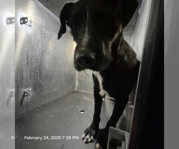 Medium Photo #1 Labrador Retriever-Unknown Mix Puppy For Sale in San Antonio, TX, USA