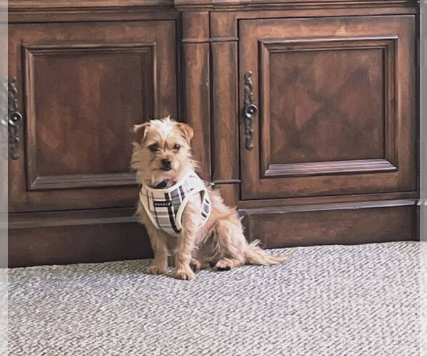 Medium Photo #15 Shih Tzu-Unknown Mix Puppy For Sale in Plantation, FL, USA