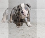 Small #6 Olde English Bulldogge