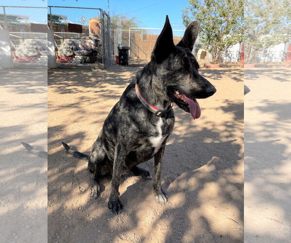 Medium Photo #10 - Mix Puppy For Sale in Apple Valley, CA, USA
