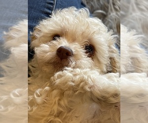 Maltipoo Puppy for sale in CUSHING, OK, USA