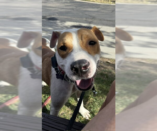 Medium Photo #4 Mutt Puppy For Sale in MIDWAY, UT, USA