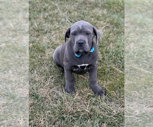 Cane Corso Puppy for sale in LANCASTER, PA, USA