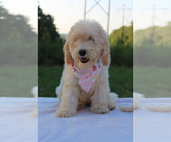 Medium Photo #33 Goldendoodle Puppy For Sale in TIMBERLAKE, NC, USA