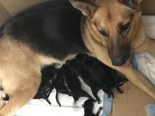 Mother of the German Shepherd Dog-Siberian Husky Mix puppies born on 09/08/2017