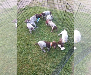 German Shorthaired Pointer Puppy for sale in COSHOCTON, OH, USA