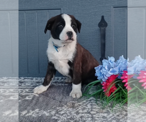 Bernese Mountain Dog-Boxer Mix Puppy for sale in FREDERICKSBURG, OH, USA
