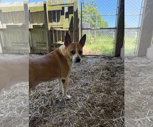 Ike - Male Mutt Dog for Adoption - Photo #2