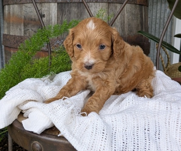 Medium Photo #66 Cavapoo Puppy For Sale in GOSHEN, IN, USA
