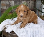 Small Photo #66 Cavapoo Puppy For Sale in GOSHEN, IN, USA