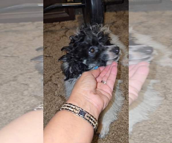 Medium Photo #19 Poodle (Toy) Puppy For Sale in DYERSBURG, TN, USA