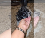 Small #18 Poodle (Toy)