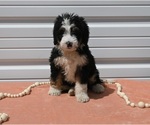 Small Photo #1 Bernedoodle (Miniature) Puppy For Sale in MILLERSBURG, OH, USA