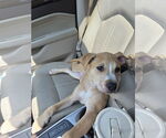 Small #15 Mutt