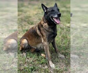 Mutt Dogs for adoption in San Antonio, TX, USA