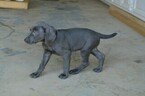 Small Photo #10 Vizsla-Weimaraner Mix Puppy For Sale in MILLBROOK, AL, USA