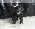 Puppy Koko AKC Poodle (Miniature)