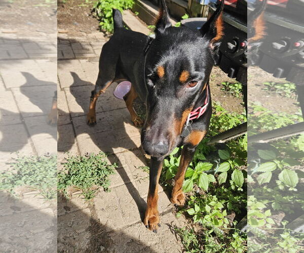Medium Photo #3 Doberman Pinscher Puppy For Sale in Buffalo, MN, USA