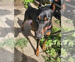 Small #2 Doberman Pinscher