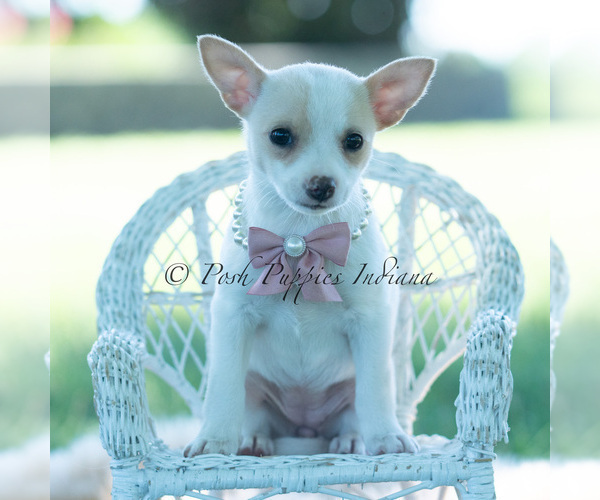 Medium Photo #110 Chihuahua Puppy For Sale in WARSAW, IN, USA