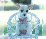 Small Photo #110 Chihuahua Puppy For Sale in WARSAW, IN, USA