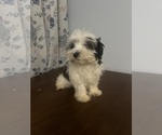 Image preview for Ad Listing. Nickname: Havanese puppie