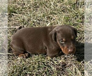 Doberman Pinscher Puppy for sale in MARYSVILLE, IN, USA