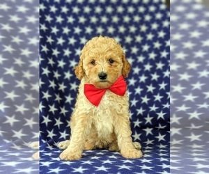Poodle (Miniature) Puppy for sale in KIRKWOOD, PA, USA