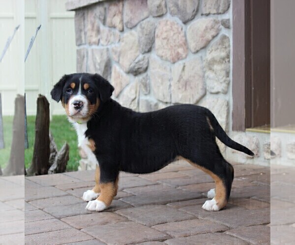 Medium Photo #4 Greater Swiss Mountain Dog Puppy For Sale in BIRD IN HAND, PA, USA