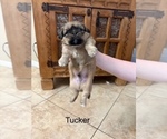 Puppy Tucker Shih Apso