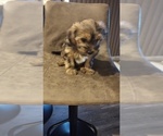 Small Photo #5 Morkie Puppy For Sale in LAKEVILLE, MN, USA