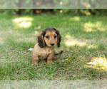 Puppy Milo Dachshund