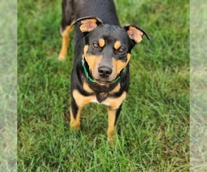 Mountain Feist Puppy for sale in HOAGLAND, IN, USA