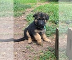 Small Photo #9 German Shepherd Dog Puppy For Sale in CYPRESS, TX, USA