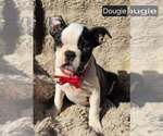 Small #4 Boston Terrier